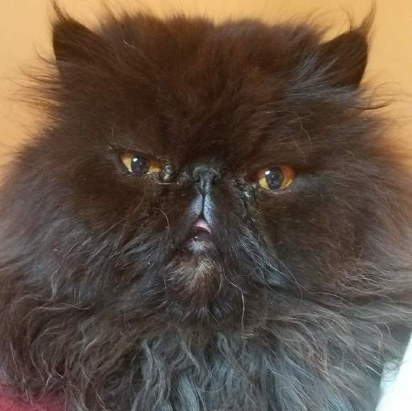 Meet your Posher, Rosalee - Picture 4 of 6